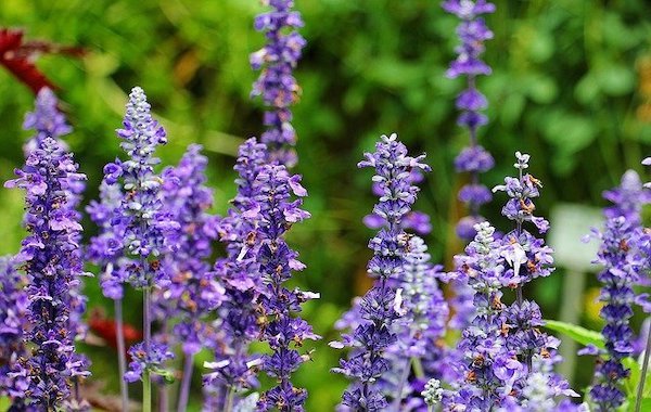 purple sage edible flowers on stems with green foliage in background