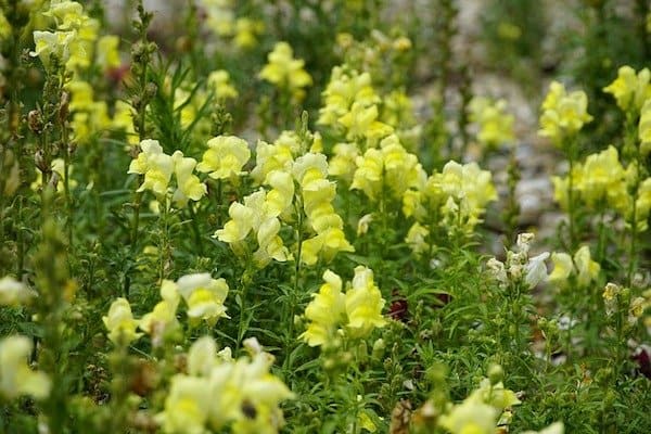 light yellow snapdragon flowers with green foliage
