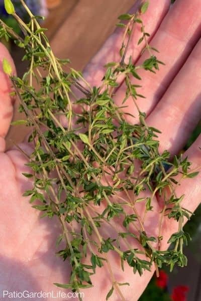 thyme cuttings in a hand
