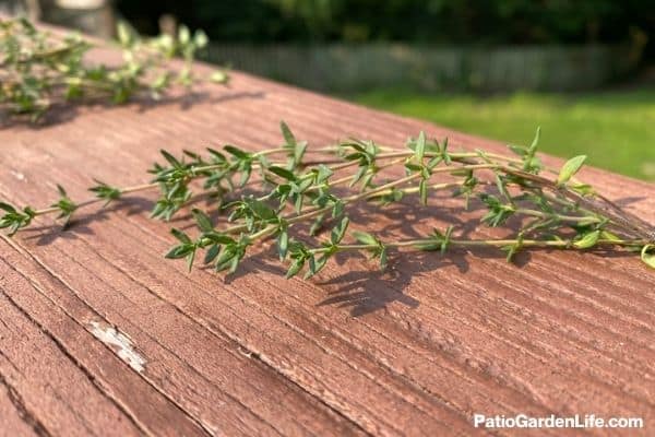 green thyme cutting on a sunny wooden deck railing with thyme cuttings in the background