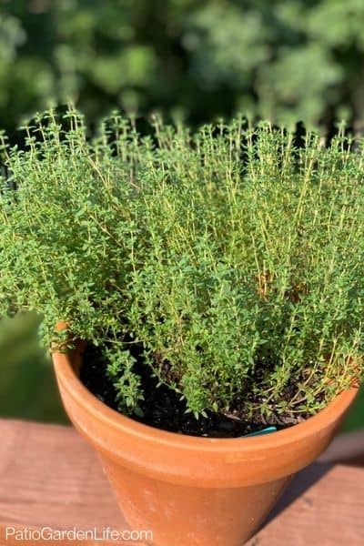 green thyme plant in an orange clay pot on a deck railing