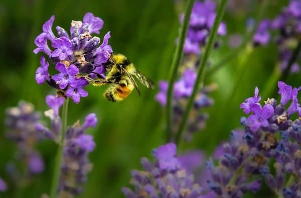 bumblebee pollinating purple flowers