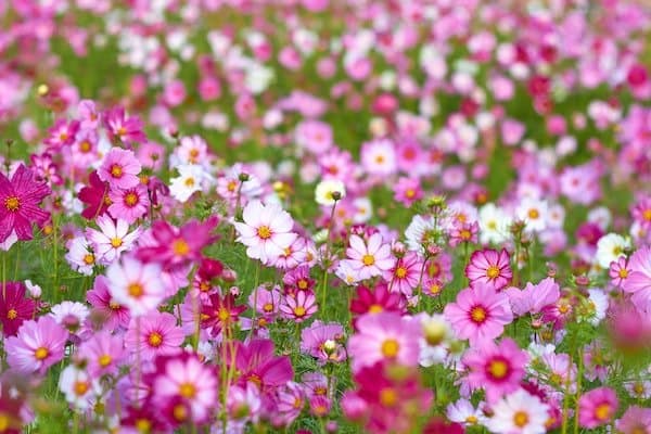 Light, dark, and bright pink cosmos flowers with green foliage