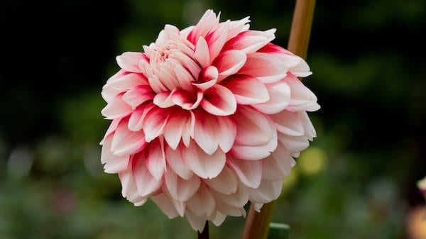 Dahlia flower with dark pink center and light pink outer petals