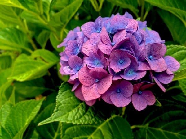 bright pink and purple geranium edible flower with green foliage