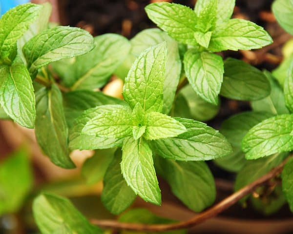 mint plants growing in a pot