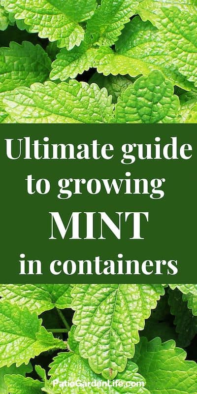 bright green mint plants with text ultimate guide to growing mint in containers