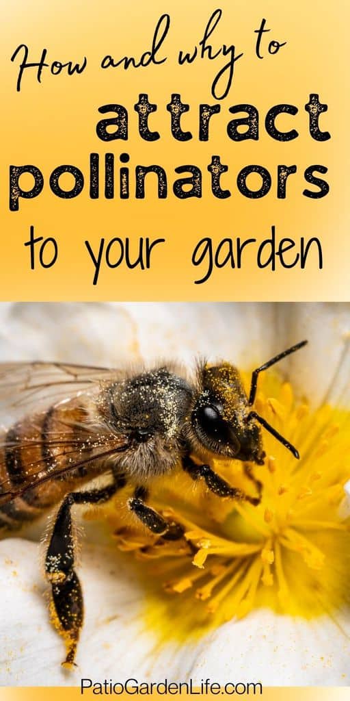 honeybee feeding on a yellow flower with text how and why to attract pollinators to your garden