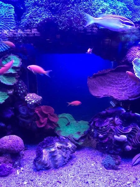 fish tank aquarium with blue and purple lights and small fish fertilizer
