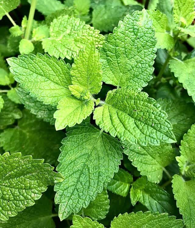 mint plant growing in pots