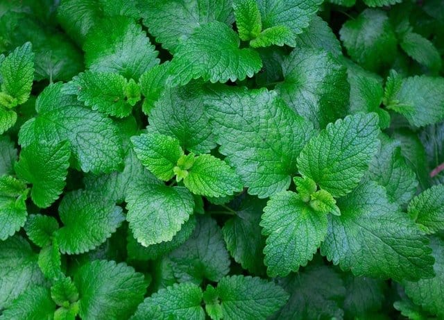 dark green mint leaves growing in pots