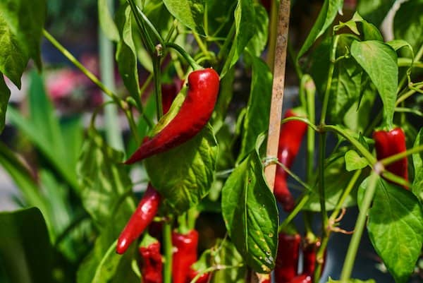 red jalapenos growing on a plant with green leaves and stems