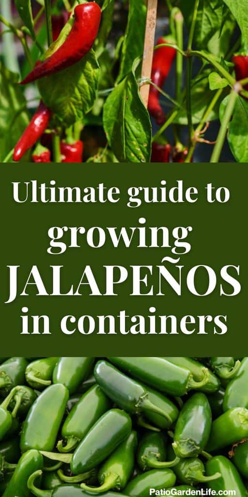 Piles of red and green jalapenos with overlay text "Ultimate guide to growing jalapenos in containers"