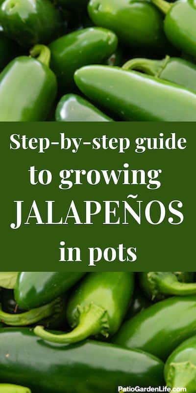 pile of green jalapenos with overlay text step-by-step guide to growing jalapenos in pots