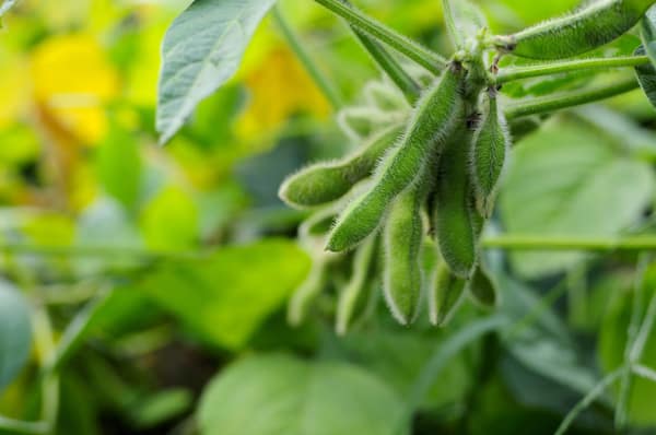 Green fuzzy soybean pods on a green vine in a container garden