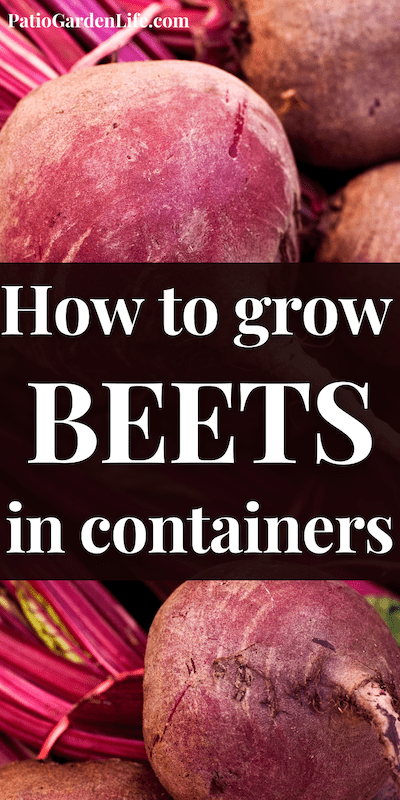 Closeup of dark red raw beet roots with overlay text how to grow beets in containers