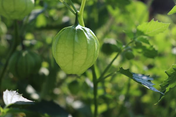 Round light green tomatillo in the husk growing on a green stem