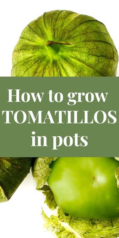 Bright green tomatillos with husks on a white background with overlay text how to grow tomatillos in pots