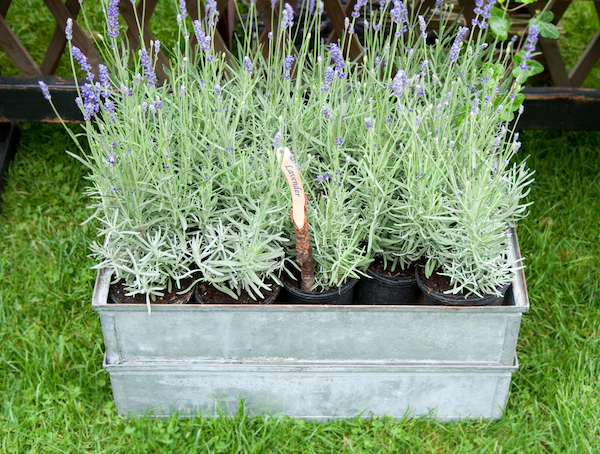 Light purple lavender flowers starting to bloom on light green foliage on many lavender plants, in black pots in a larger steel container sitting on grass