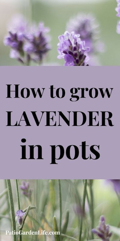 Light purple lavender flowers bloom on light green stems with overlay text How to grow lavender in pots