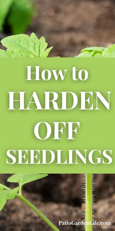 Bright green seedling growing in potting soil with overlay text How to harden off seedlings
