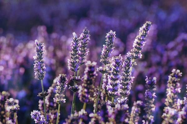 Bright purple lavender blooms in a sunny field