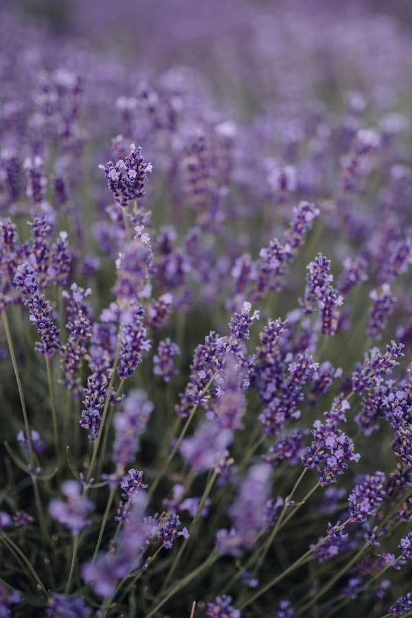 Light and dark purple lavender flowers bloom on light green stems