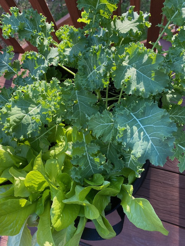 Dark green kale and light green lettuce grow in a black container on a deck