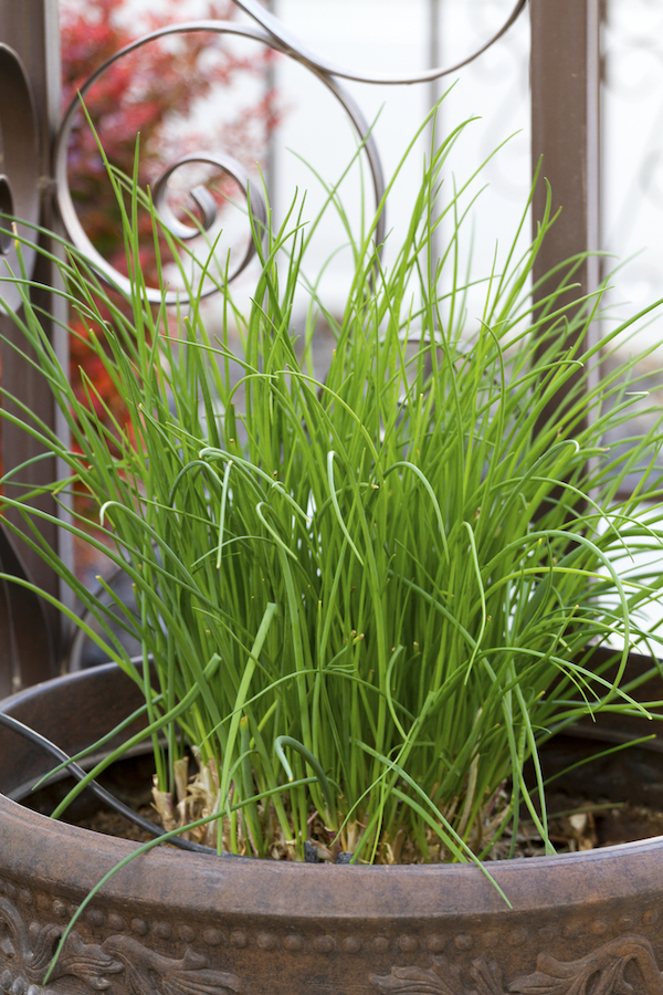 Green chive plants grow in a brown garden container in front of a metal scroll railing