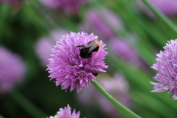 A black and orange bee rests on a bright purple chive flower growing on a green stem, with more blurred chive plants in the background