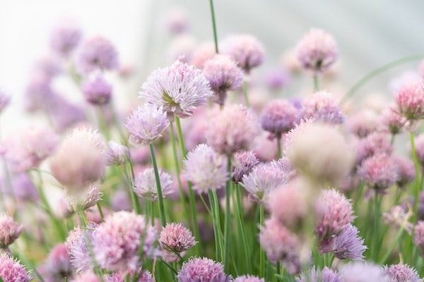 Growing chives in pots