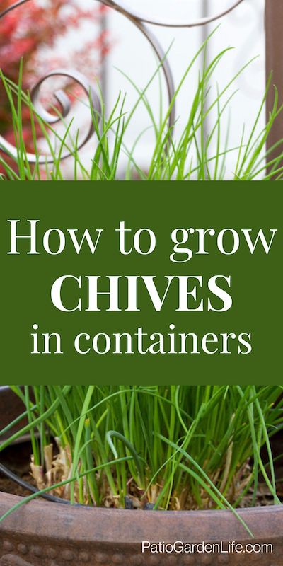 Green chive plants grow in a brown container, with overlay text How to grow chives in containers