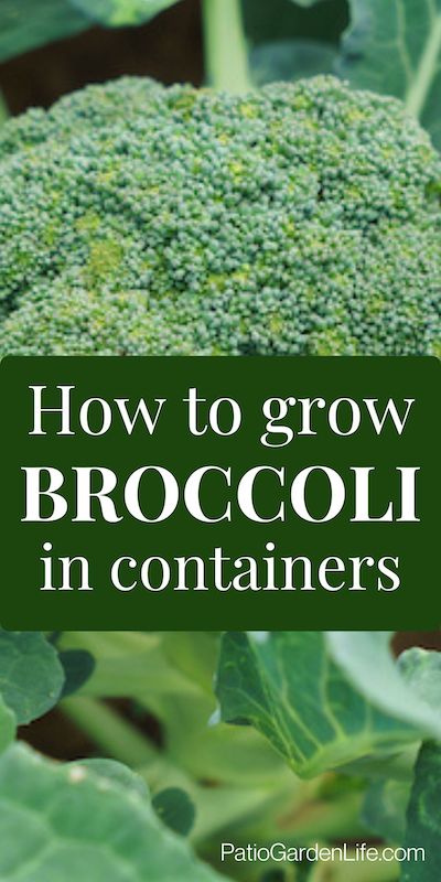 Bright green broccoli head growing in dark green broccoli leaves, with overlay text how to grow broccoli in containers