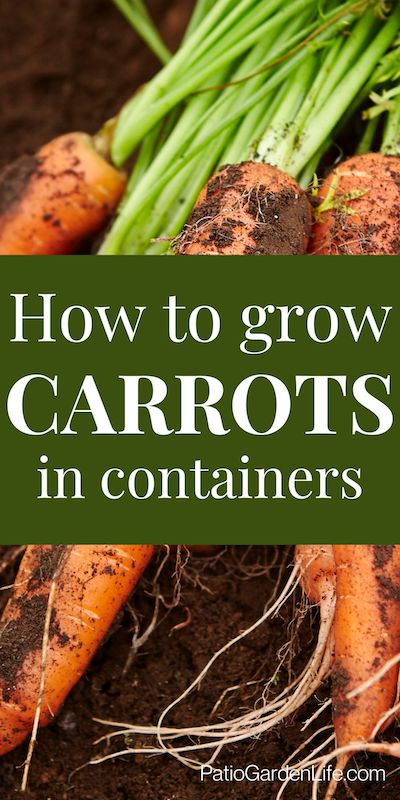 Orange carrots partially covered with dirt with green stems, with overlay text "how to grow carrots in containers"