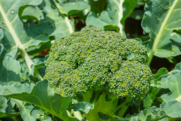 How to grow broccoli in pots