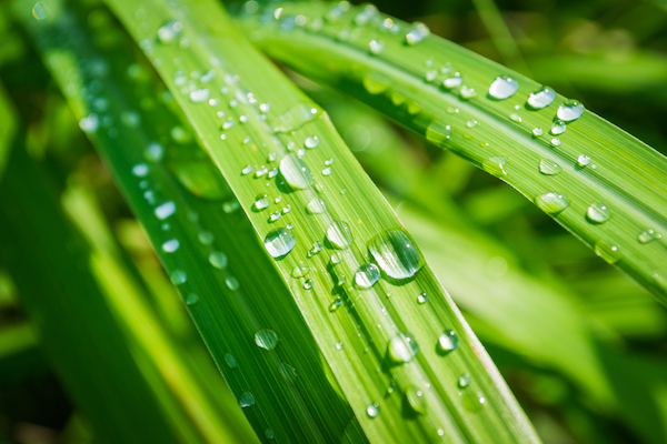 Bright green lemongrass leaves growing in pots with dew droplets reflecting sunlight