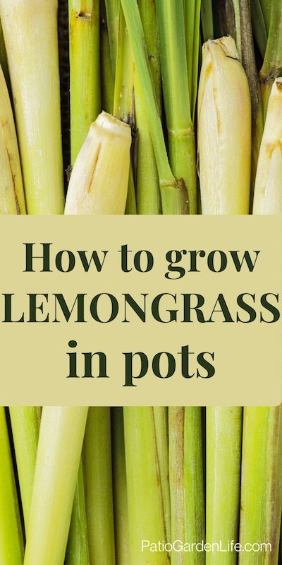 Light yellow and pale green lemongrass stalks in a pile, with overlay text "How to grow lemongrass in pots"